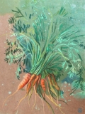 Carottes 30x40