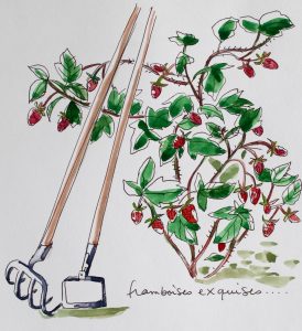 Raspberries drawing