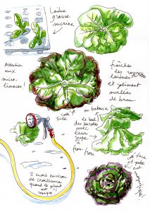 Seeds of lettuce drawing