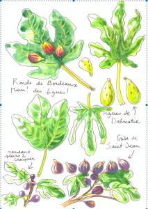Drawing of 4 types of figs