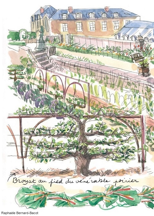 Le potager du roi : le poirier