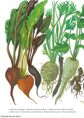 Le potager du roi : légumes racines page 1