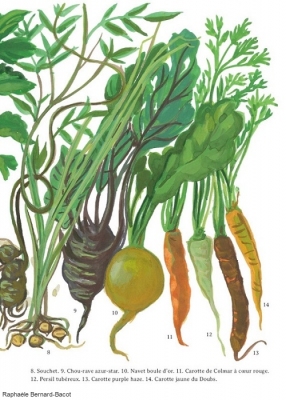 Le potager du roi : légumes racines page 2