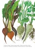 Le potager du roi : légumes racines page 1